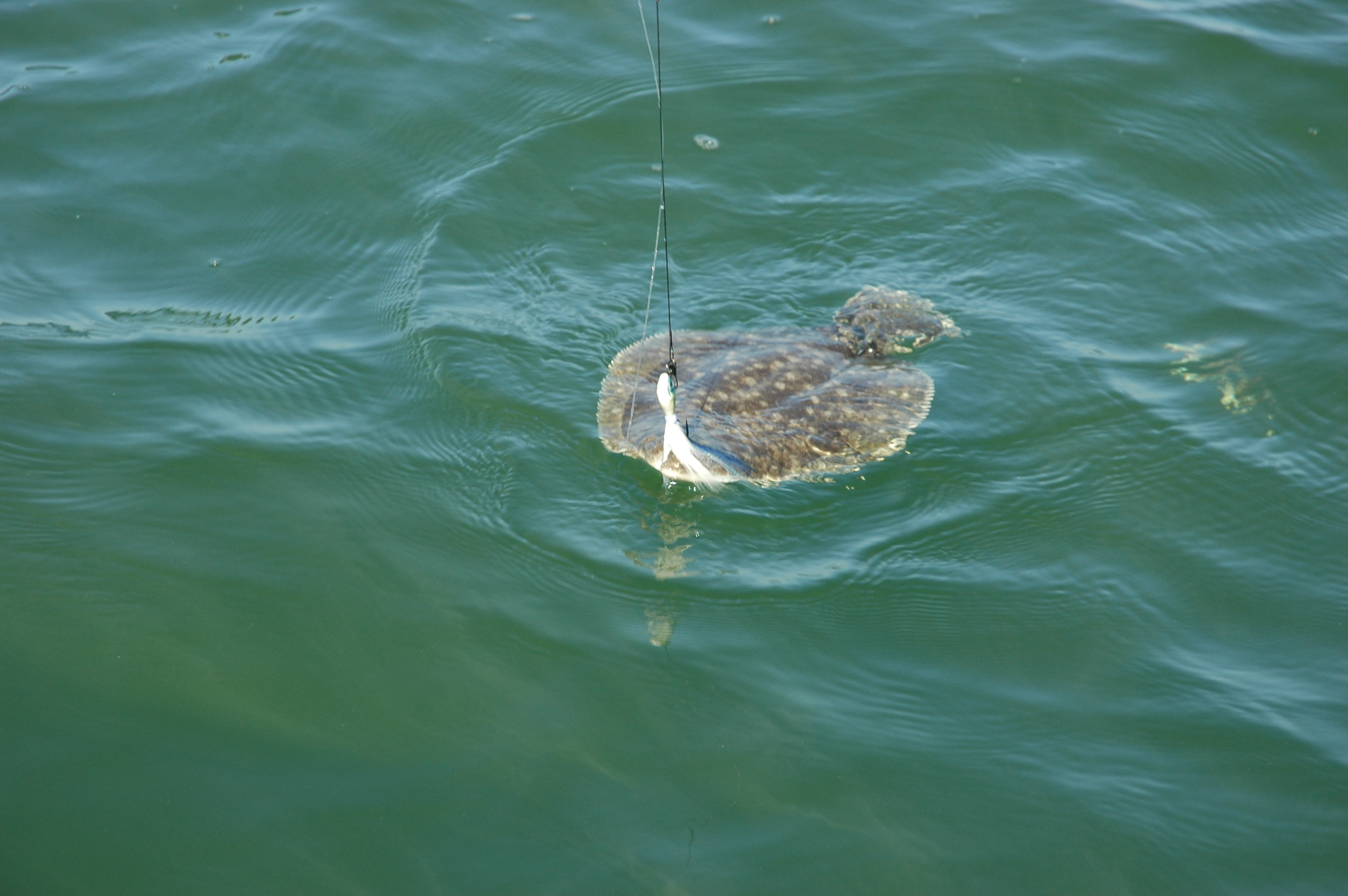 Jig flounder